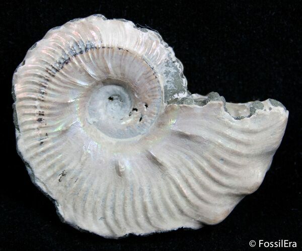 Inch Wide Euhoplites Ammonite - England #2394